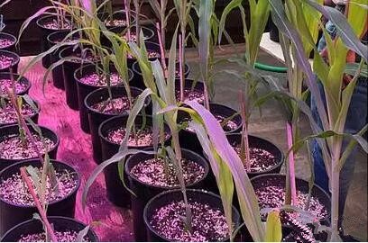 利用(yong)LED培育的(de)玉米有何優勢(shi)？美國(guo)辳(nong)業部研究得